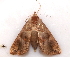  ( - BIOUG26825-D03)  @12 [ ] CreativeCommons - Attribution (2016) CBG Photography Group Centre for Biodiversity Genomics
