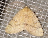  ( - BIOUG26825-D09)  @13 [ ] CreativeCommons - Attribution (2016) CBG Photography Group Centre for Biodiversity Genomics
