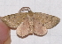  ( - BIOUG26825-D09)  @13 [ ] CreativeCommons - Attribution (2016) CBG Photography Group Centre for Biodiversity Genomics
