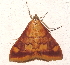  ( - BIOUG26825-D12)  @13 [ ] CreativeCommons - Attribution (2016) CBG Photography Group Centre for Biodiversity Genomics