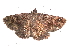  ( - BIOUG26825-E08)  @12 [ ] CreativeCommons - Attribution (2016) CBG Photography Group Centre for Biodiversity Genomics
