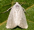  ( - BIOUG26825-E09)  @13 [ ] CreativeCommons - Attribution (2016) CBG Photography Group Centre for Biodiversity Genomics