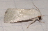  ( - BIOUG26825-E11)  @13 [ ] CreativeCommons - Attribution (2016) CBG Photography Group Centre for Biodiversity Genomics