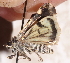  ( - BIOUG26825-F02)  @13 [ ] CreativeCommons - Attribution (2016) CBG Photography Group Centre for Biodiversity Genomics