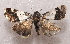  ( - BIOUG26825-F02)  @13 [ ] CreativeCommons - Attribution (2016) CBG Photography Group Centre for Biodiversity Genomics