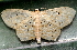  ( - BIOUG26825-G01)  @13 [ ] CreativeCommons - Attribution (2016) CBG Photography Group Centre for Biodiversity Genomics