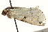  ( - BIOUG26825-G03)  @12 [ ] CreativeCommons - Attribution (2016) CBG Photography Group Centre for Biodiversity Genomics
