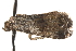  (Tripudia damozela complex - BIOUG26825-H02)  @14 [ ] CreativeCommons - Attribution (2016) CBG Photography Group Centre for Biodiversity Genomics