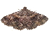  ( - BIOUG26826-B02)  @14 [ ] CreativeCommons - Attribution (2016) CBG Photography Group Centre for Biodiversity Genomics