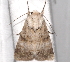  ( - BIOUG26826-B06)  @13 [ ] CreativeCommons - Attribution (2016) CBG Photography Group Centre for Biodiversity Genomics