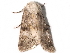  ( - BIOUG26826-B07)  @13 [ ] CreativeCommons - Attribution (2016) CBG Photography Group Centre for Biodiversity Genomics
