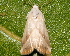  ( - BIOUG26826-C05)  @13 [ ] CreativeCommons - Attribution (2016) CBG Photography Group Centre for Biodiversity Genomics