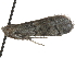  ( - BIOUG26826-C12)  @14 [ ] CreativeCommons - Attribution (2016) CBG Photography Group Centre for Biodiversity Genomics