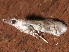  ( - BIOUG26826-C12)  @12 [ ] CreativeCommons - Attribution (2016) CBG Photography Group Centre for Biodiversity Genomics
