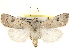  (Agrotis vetusta - BIOUG26826-E01)  @15 [ ] CreativeCommons - Attribution (2016) CBG Photography Group Centre for Biodiversity Genomics