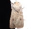  (Agrotis venustula - BIOUG26826-E03)  @12 [ ] CreativeCommons - Attribution (2016) CBG Photography Group Centre for Biodiversity Genomics