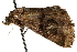  ( - BIOUG27552-A02)  @12 [ ] CreativeCommons - Attribution (2016) CBG Photography Group Centre for Biodiversity Genomics