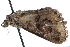  ( - BIOUG27552-A02)  @12 [ ] CreativeCommons - Attribution (2016) CBG Photography Group Centre for Biodiversity Genomics