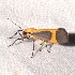  ( - CCDB-24015 C05)  @11 [ ] CreativeCommons - Attribution (2012) Bold Photography Group Centre for Biodiversity Genomics
