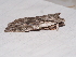  ( - CCDB-34761-D09)  @11 [ ] CreativeCommons - Attribution Non-Commercial Share-Alike (2012) Bold Photography Group Centre for Biodiversity Genomics