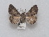 (Matigramma necopina - CCDB-38697 F07)  @11 [ ] Creative Commons Non-Commercial  Share-alike (2012) Bold Photography Group Centre for Biodiversity Genomics