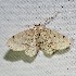  ( - CCDB-39044 F10)  @11 [ ] Creative Commons Non-Commercial  Share-alike (2012) Bold Photography Group Centre for Biodiversity Genomics