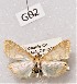  ( - CCDB-33694 G02)  @14 [ ] CreativeCommons - Attribution Non-Commercial Share-Alike (2012) Bold Photography Group Centre for Biodiversity Genomics
