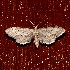  ( - CCDB-24015 H02)  @13 [ ] CreativeCommons - Attribution (2012) Bold Photography Group Centre for Biodiversity Genomics