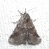  ( - BIOUG13574-A07)  @12 [ ] CreativeCommons - Attribution (2012) Bold Photography Group Centre for Biodiversity Genomics