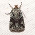  ( - TXLEP278-16)  @11 [ ] CreativeCommons - Attribution (2012) Bold Photography Group Centre for Biodiversity Genomics