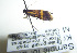  (Nemophora karafutoniS - KOZ194)  @12 [ ] Copyright (2012) Marko Mutanen University of Oulu