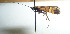  (Nemophora japonica - KOZ195)  @11 [ ] Copyright (2012) Marko Mutanen University of Oulu