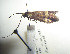  (Nemophora schrenckii - KOZ203)  @11 [ ] Copyright (2012) Marko Mutanen University of Oulu