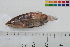  ( - OL-0062)  @13 [ ] CreativeCommons - Attribution (2010) Unspecified Centre for Biodiversity Genomics