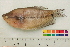  (Trichopodus leerii - OL-0426)  @13 [ ] CreativeCommons - Attribution (2010) Unspecified Centre for Biodiversity Genomics