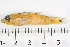  ( - HLC-11556)  @11 [ ] CreativeCommons - Attribution (2013) CBG Photography Group Centre for Biodiversity Genomics