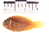  ( - HLC-11561)  @13 [ ] CreativeCommons - Attribution (2012) CBG Photography Group Centre for Biodiversity Genomics
