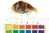  ( - HLC-11684)  @13 [ ] CreativeCommons - Attribution (2012) CBG Photography Group Centre for Biodiversity Genomics