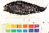  ( - HLC-11702)  @13 [ ] CreativeCommons - Attribution (2013) CBG Photography Group Centre for Biodiversity Genomics
