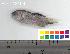  (Pomacentrus alleni - HLC-12194)  @13 [ ] CreativeCommons - Attribution (2010) Unspecified Centre for Biodiversity Genomics