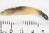  ( - HLC-13084)  @13 [ ] CreativeCommons - Attribution (2013) CBG Photography Group Centre for Biodiversity Genomics