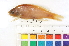  ( - HLC-13102)  @13 [ ] CreativeCommons - Attribution (2013) CBG Photography Group Centre for Biodiversity Genomics