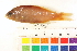  ( - HLC-13104)  @13 [ ] CreativeCommons - Attribution (2013) CBG Photography Group Centre for Biodiversity Genomics