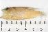  ( - HLC-13113)  @13 [ ] CreativeCommons - Attribution (2013) CBG Photography Group Centre for Biodiversity Genomics
