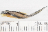  ( - HLC-13154)  @12 [ ] CreativeCommons - Attribution (2013) CBG Photography Group Centre for Biodiversity Genomics
