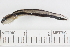  ( - HLC-13155)  @13 [ ] CreativeCommons - Attribution (2013) CBG Photography Group Centre for Biodiversity Genomics