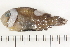  ( - HLC-13299)  @13 [ ] CreativeCommons - Attribution (2013) CBG Photography Group Centre for Biodiversity Genomics