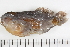  ( - HLC-15082)  @12 [ ] CreativeCommons - Attribution (2013) CBG Photography Group Centre for Biodiversity Genomics