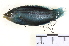  ( - HLC-15102)  @13 [ ] CreativeCommons - Attribution (2013) CBG Photography Group Centre for Biodiversity Genomics
