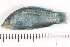  ( - HLC-15105)  @13 [ ] CreativeCommons - Attribution (2013) CBG Photography Group Centre for Biodiversity Genomics